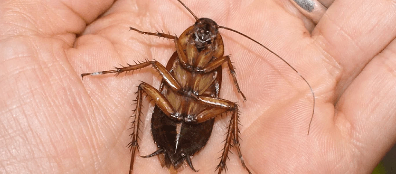 Αυτό είναι το λαχανικό που διώχνει τις κατσαρίδες